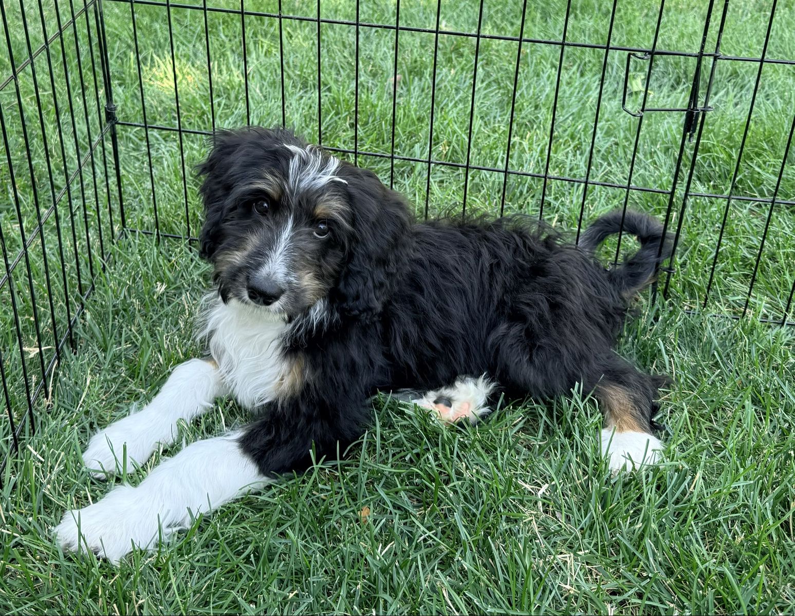 2 male Mini Aussiedoodle puppies “PRICE REDUCED”