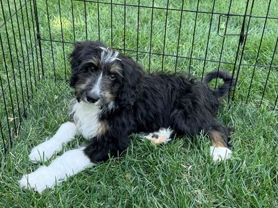 2 male Mini Aussiedoodle puppies “PRICE REDUCED”
