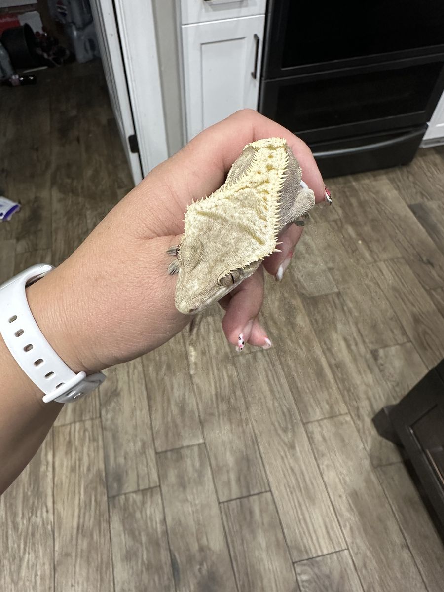 Crested Gecko Male with Terrarium