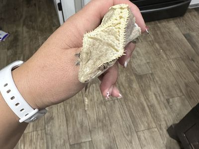 Crested Gecko Male with Terrarium