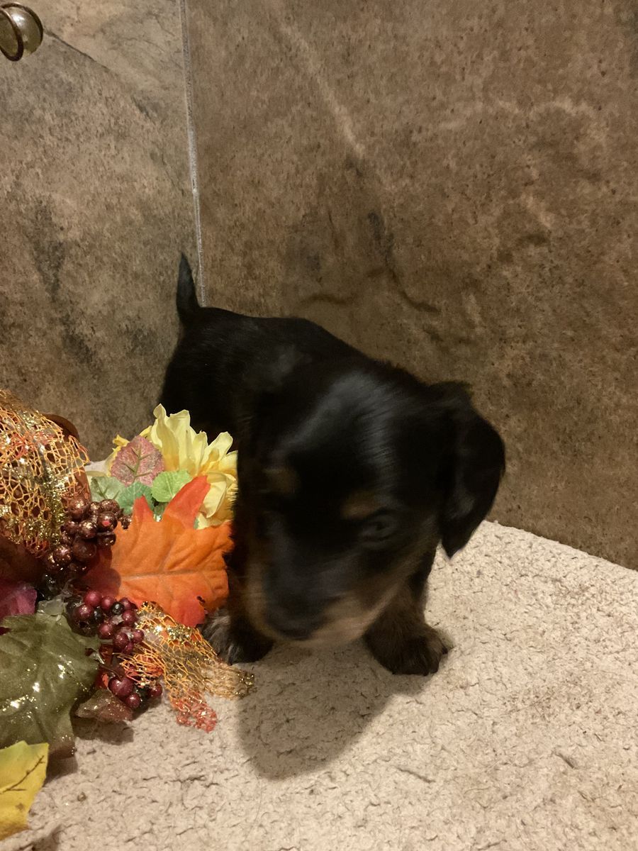AKC Miniature Dachshund Puppy - Long-Haired Black and Tan