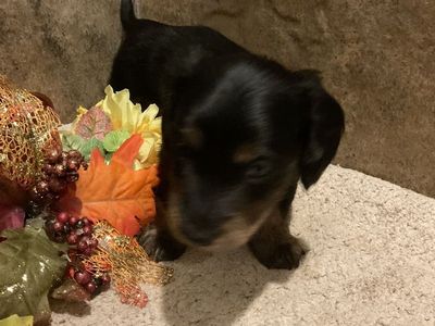 AKC Miniature Dachshund Puppy - Long-Haired Black and Tan