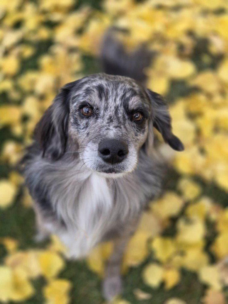 Loving Home Needed for Olli