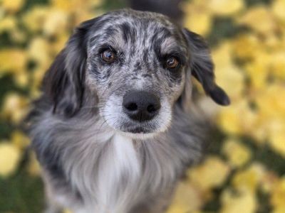 Loving Home Needed for Olli