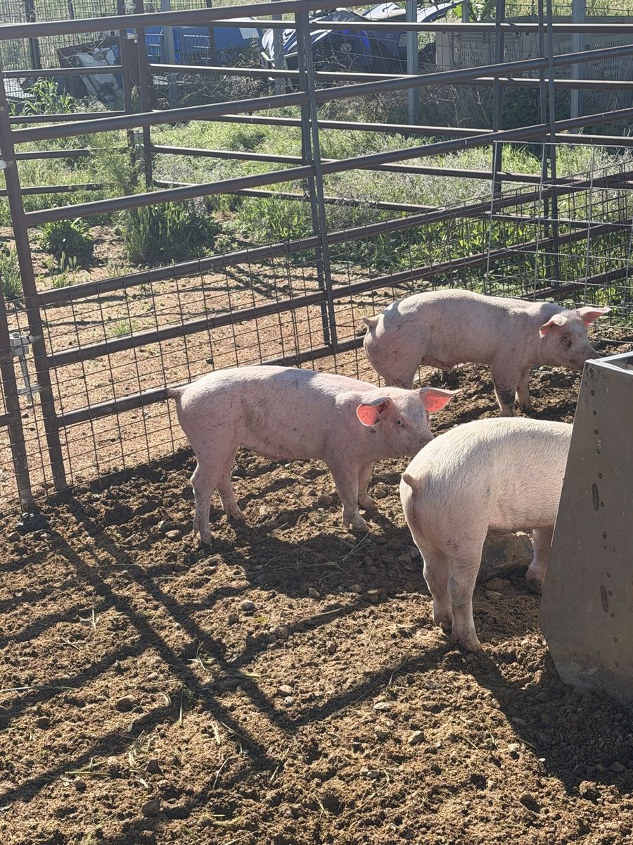 Roaster feeder pigs