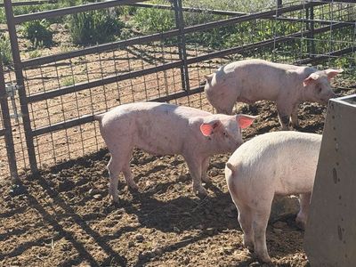 Roaster feeder pigs
