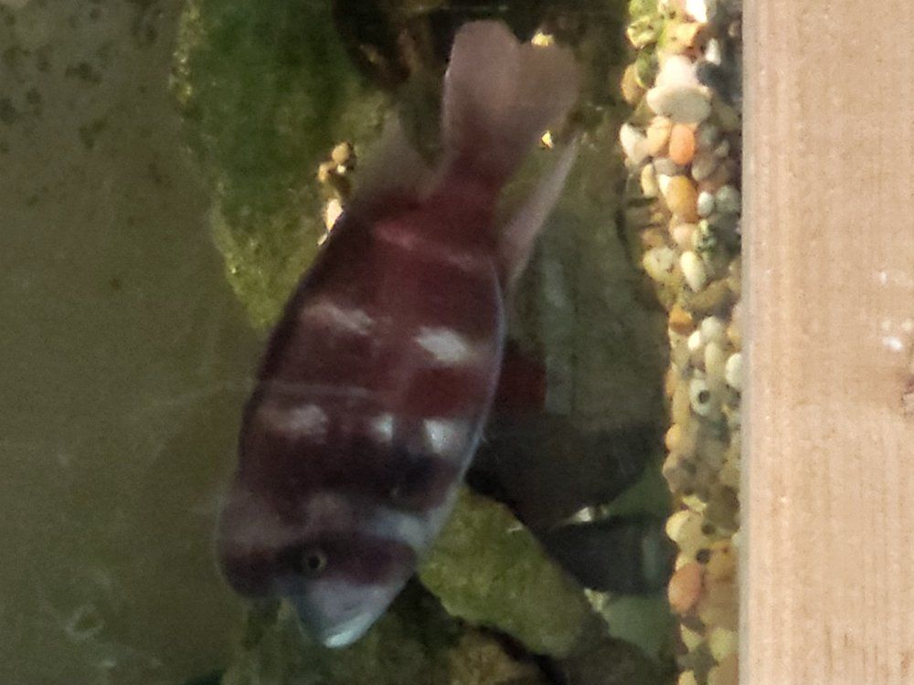 Male copper Frontosa