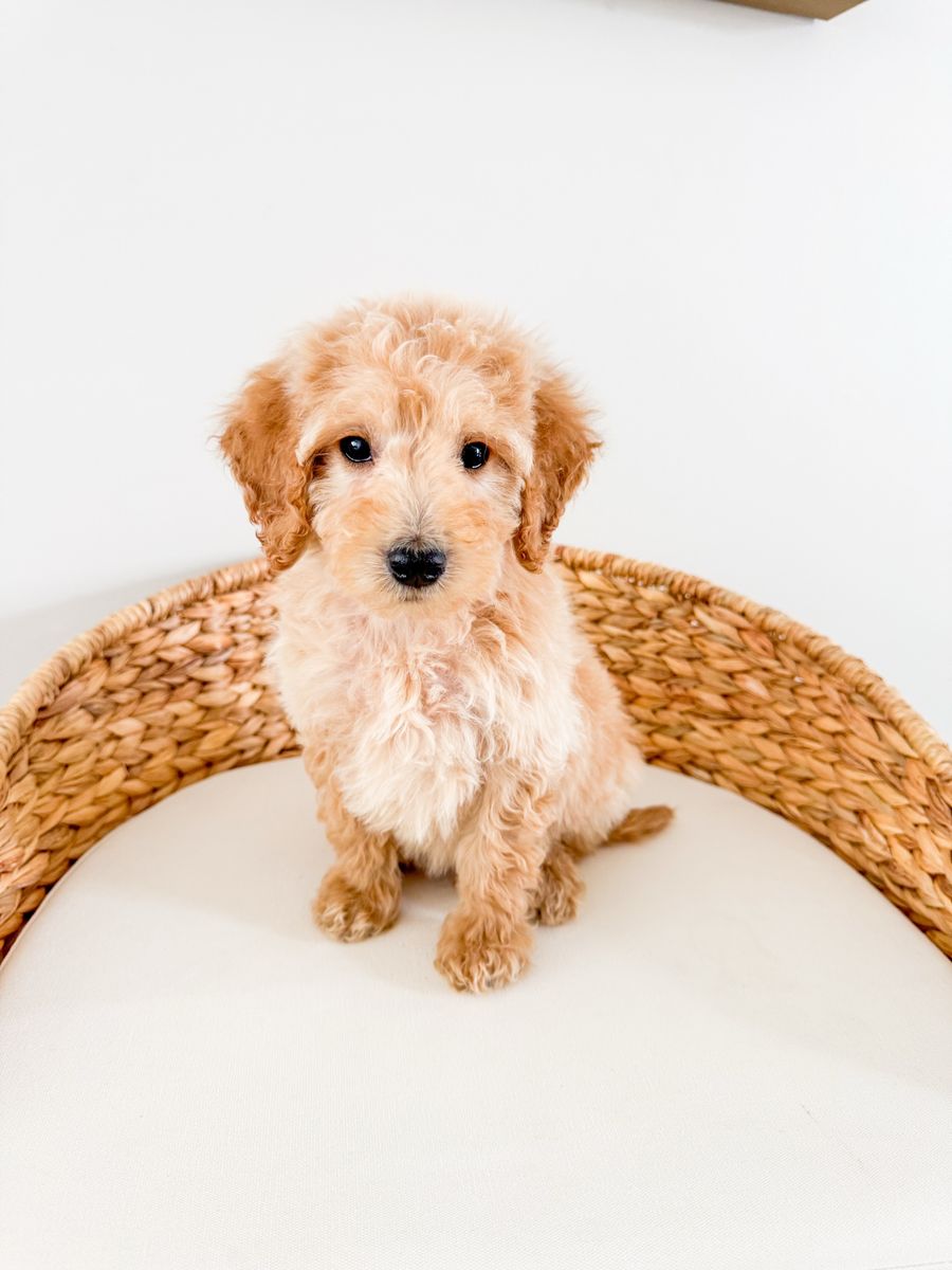 Frank - F1b Mini Goldendoodle, Golden Doodle, Smart, Well Behaved, Therapy/ESA Potential, Ready Now