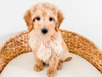 Frank - F1b Mini Goldendoodle, Golden Doodle, Smart, Well Behaved, Therapy/ESA Potential, Ready Now