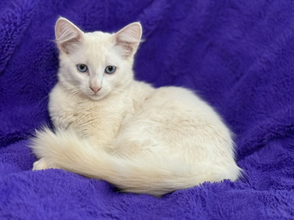 Cream Point Ragdoll Like Female Kitten