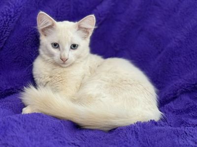 Cream Point Ragdoll Like Female Kitten