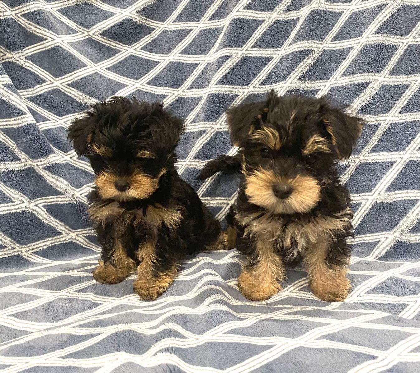 Adorable Yorkshire Terrier Puppies - Ready for Their Forever Homes!