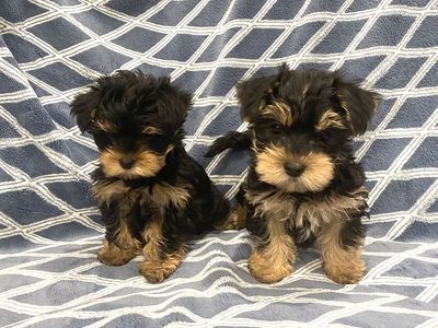 Adorable Yorkshire Terrier Puppies - Ready for Their Forever Homes!