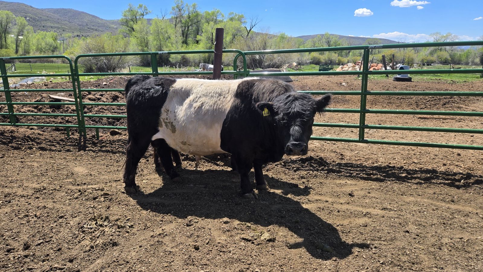 Fancy Belted Galloway Bull