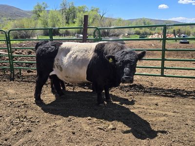 Fancy Belted Galloway Bull