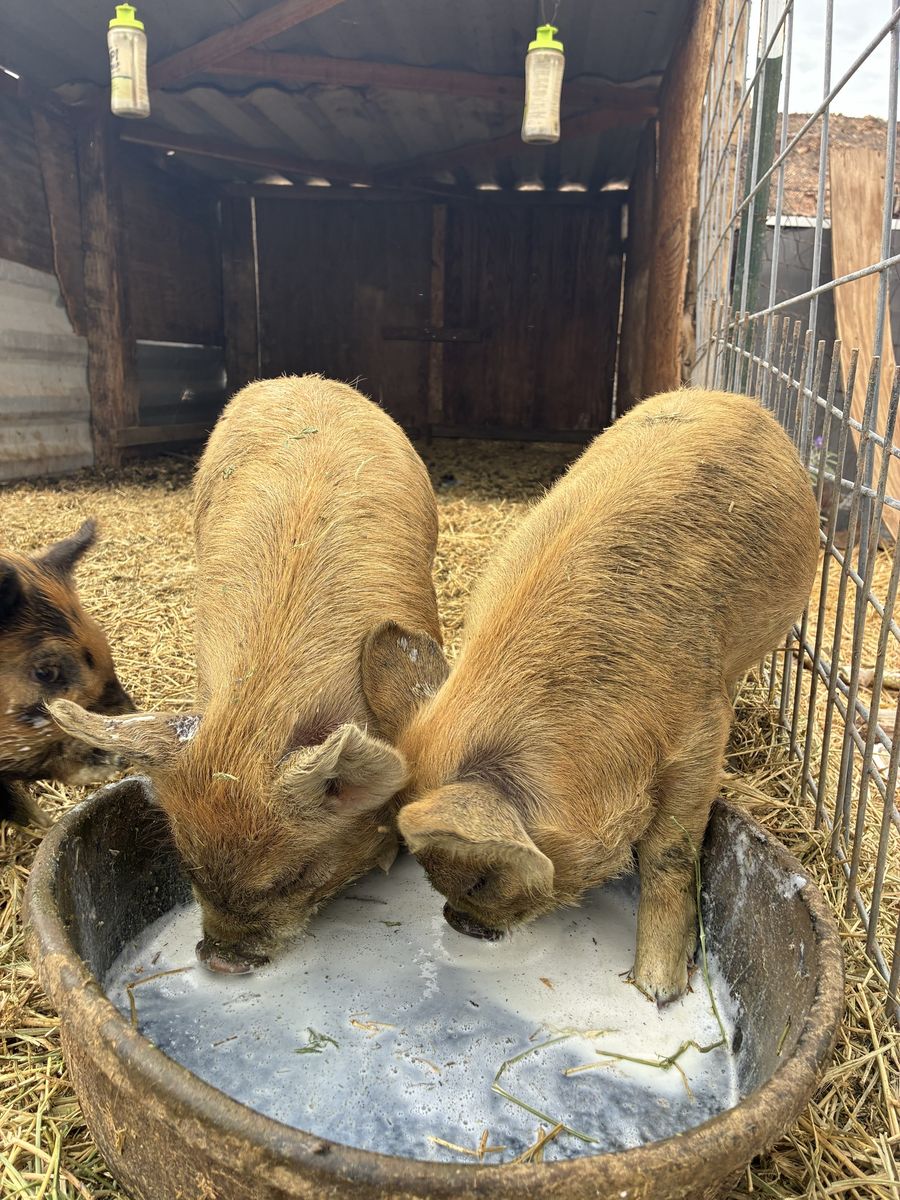 Idaho Pasture Boar Piglets