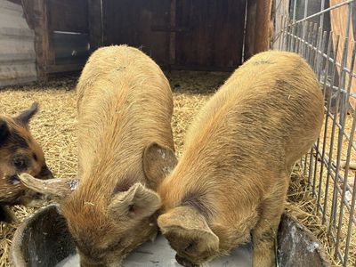 Idaho Pasture Boar Piglets