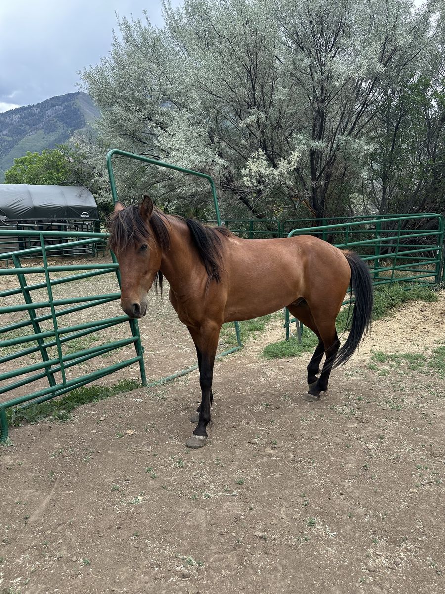 5 year old paso fino gelding