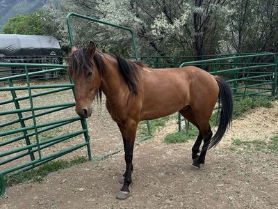 5 year old paso fino gelding