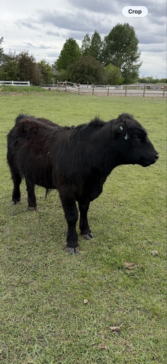 Lowline angus/highland cross steer