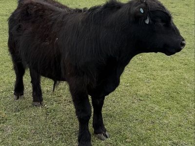 Lowline angus/highland cross steer