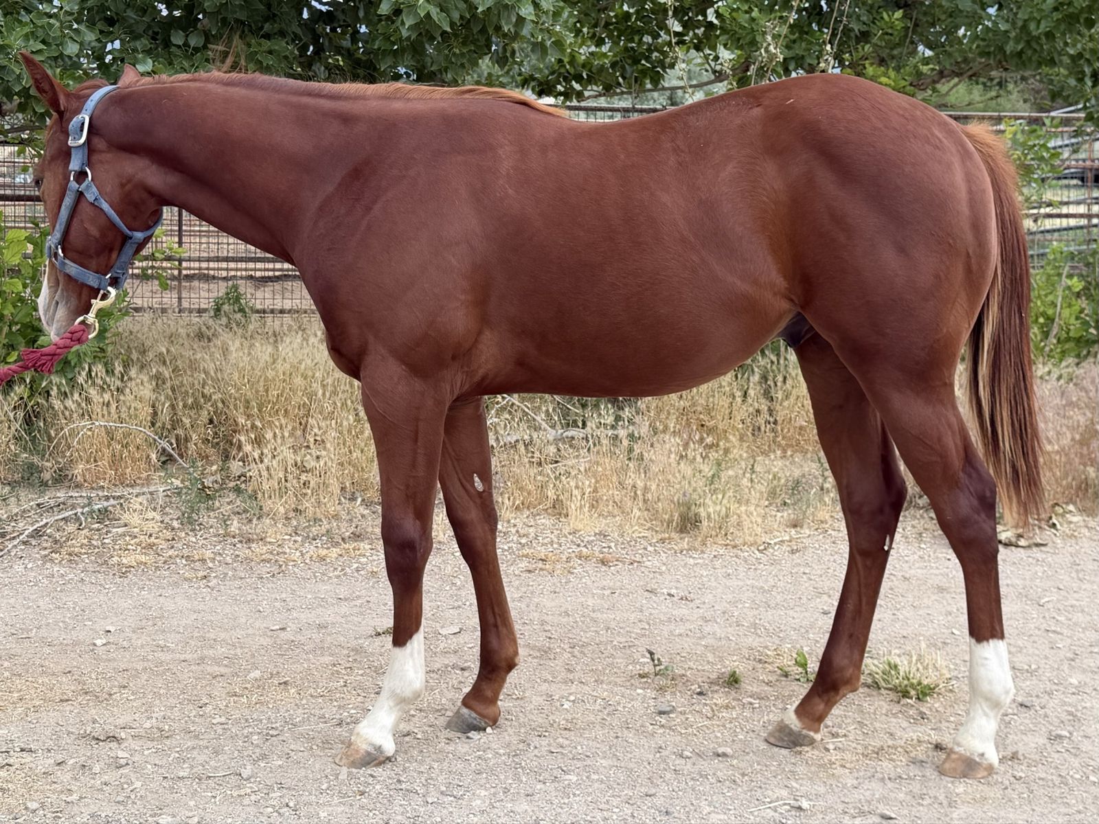 barrel prospect