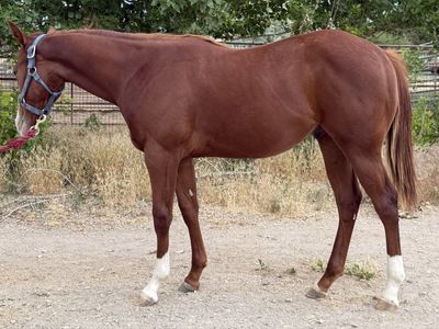 barrel prospect
