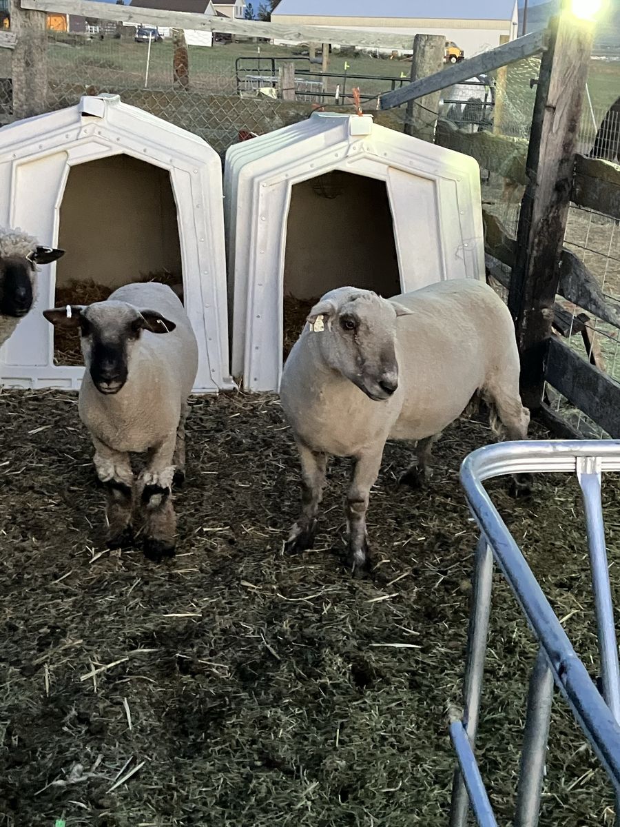 2 Rams