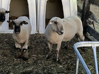 2 Rams