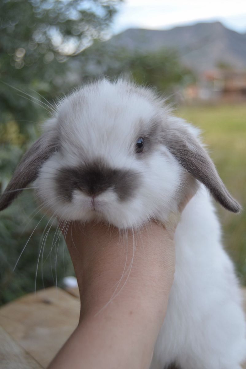 Baby Holland Lop Buck (boy)