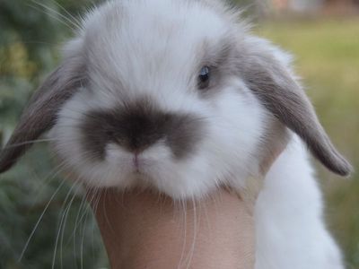 Baby Holland Lop Buck (boy)