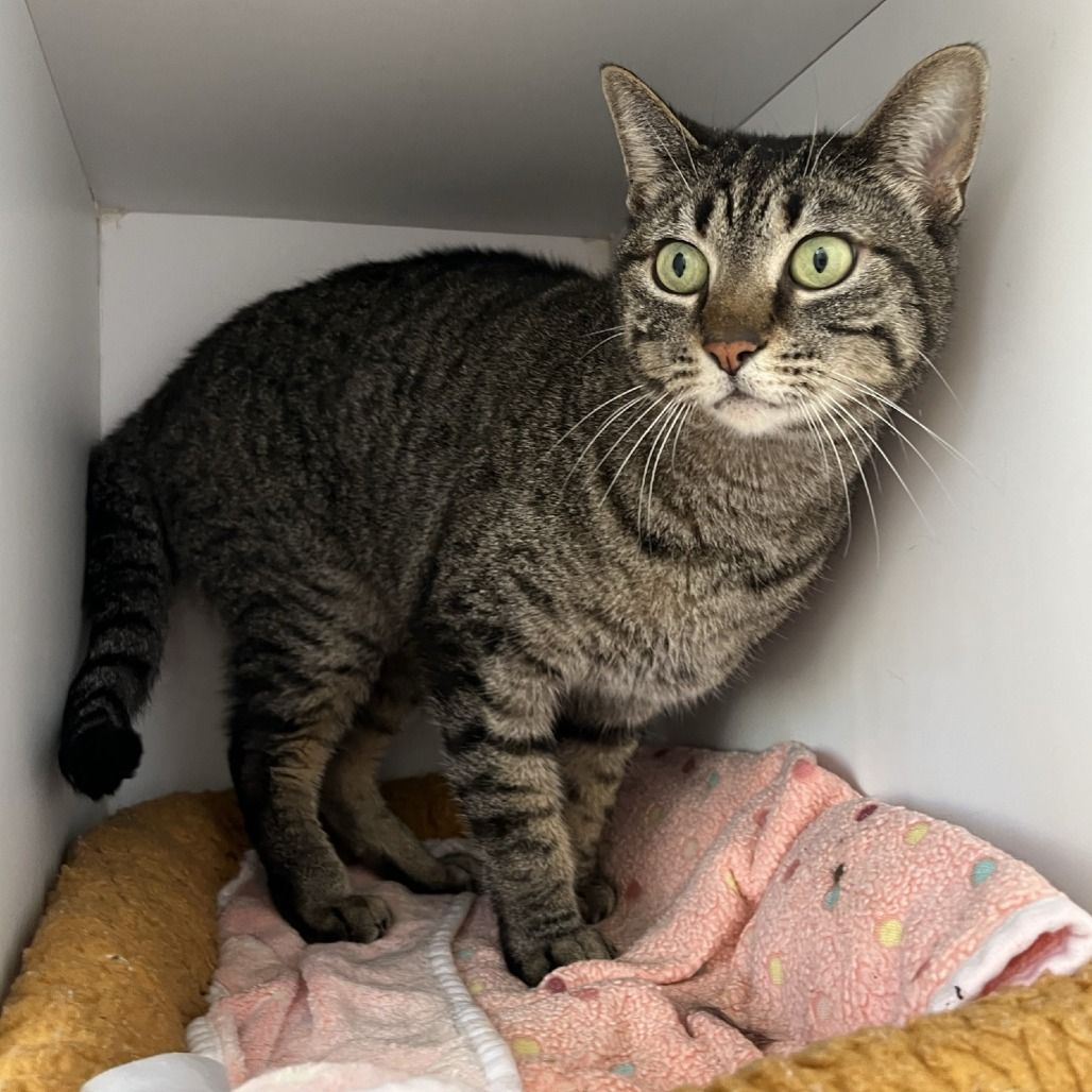 Hello my name is Eeyore