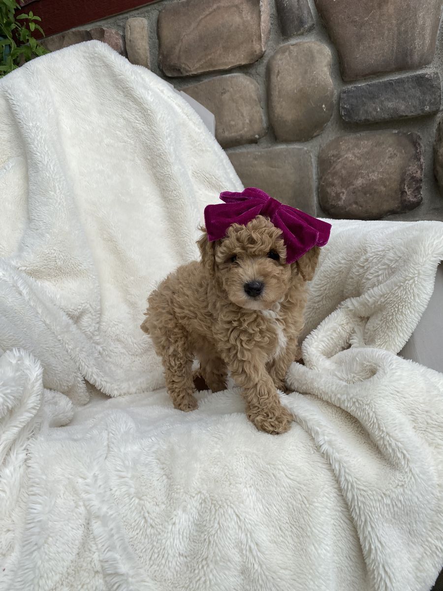 Micro Mini Toy Teddy Bear Goldendoodle Puppies * Golden Doodle