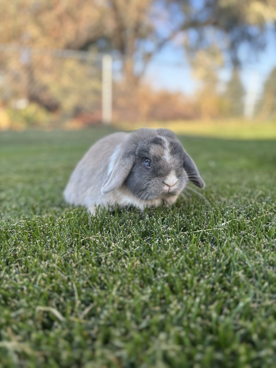 Beautiful Holland Lop Bunny Proven