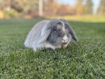 Beautiful Holland Lop Bunny Proven