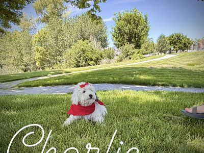 AKC mini poodle puppies