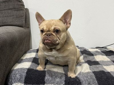 Adult Female French Bulldog AKC