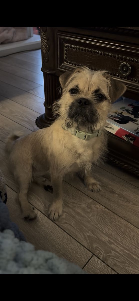 Shih Tzu Pug mix