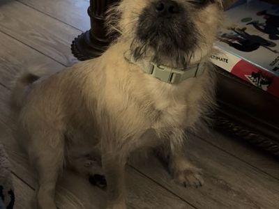 Shih Tzu Pug mix