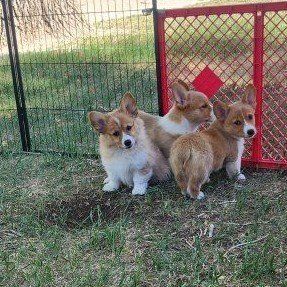 akc   female Pembroke Welsh Corgis
