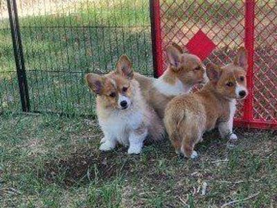 akc female Pembroke Welsh Corgis