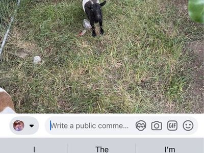 Yearling female pigmy goats