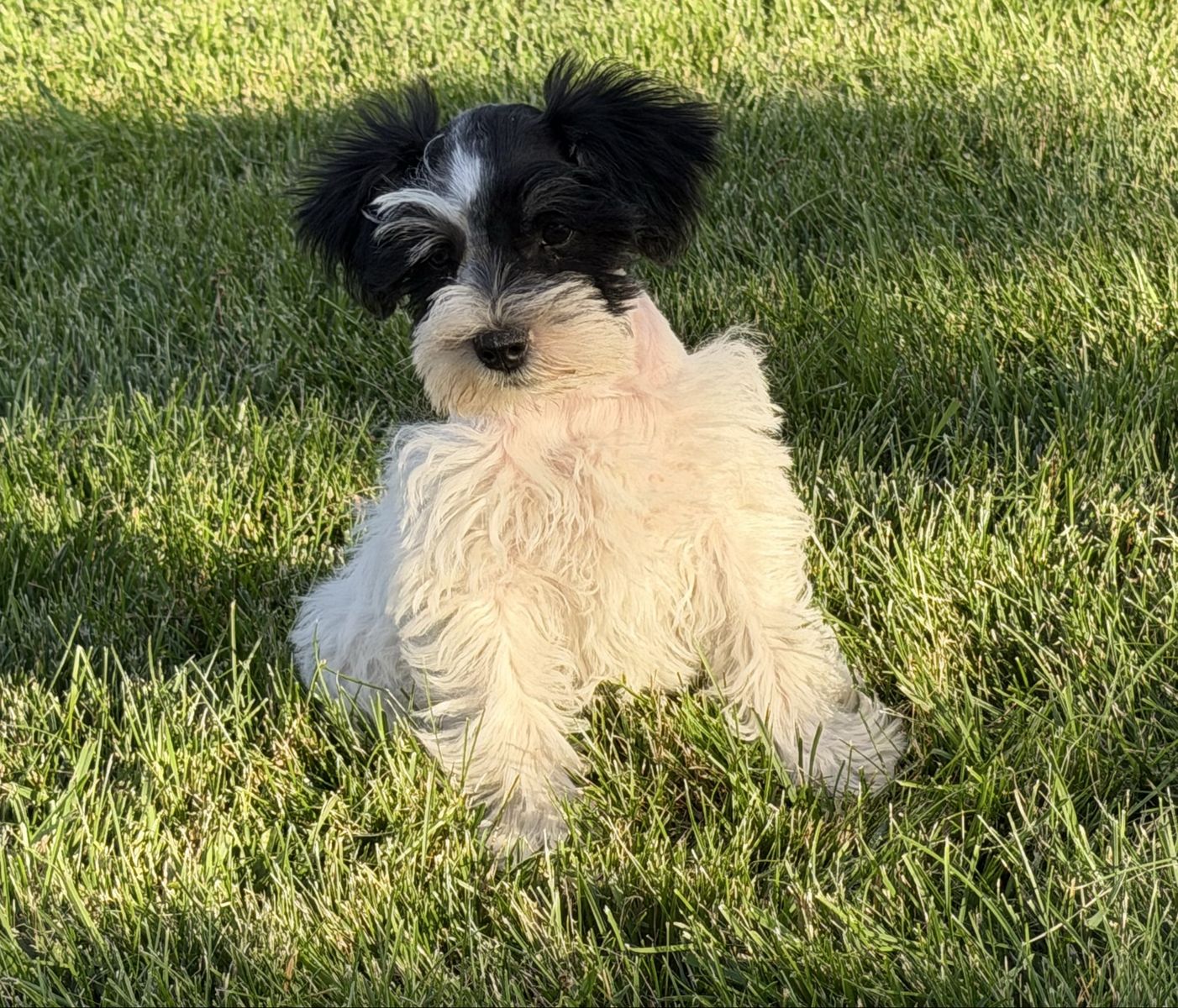 Adorable Miniature Schnauzer Puppies AKC
