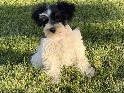 Adorable Miniature Schnauzer Puppies AKC