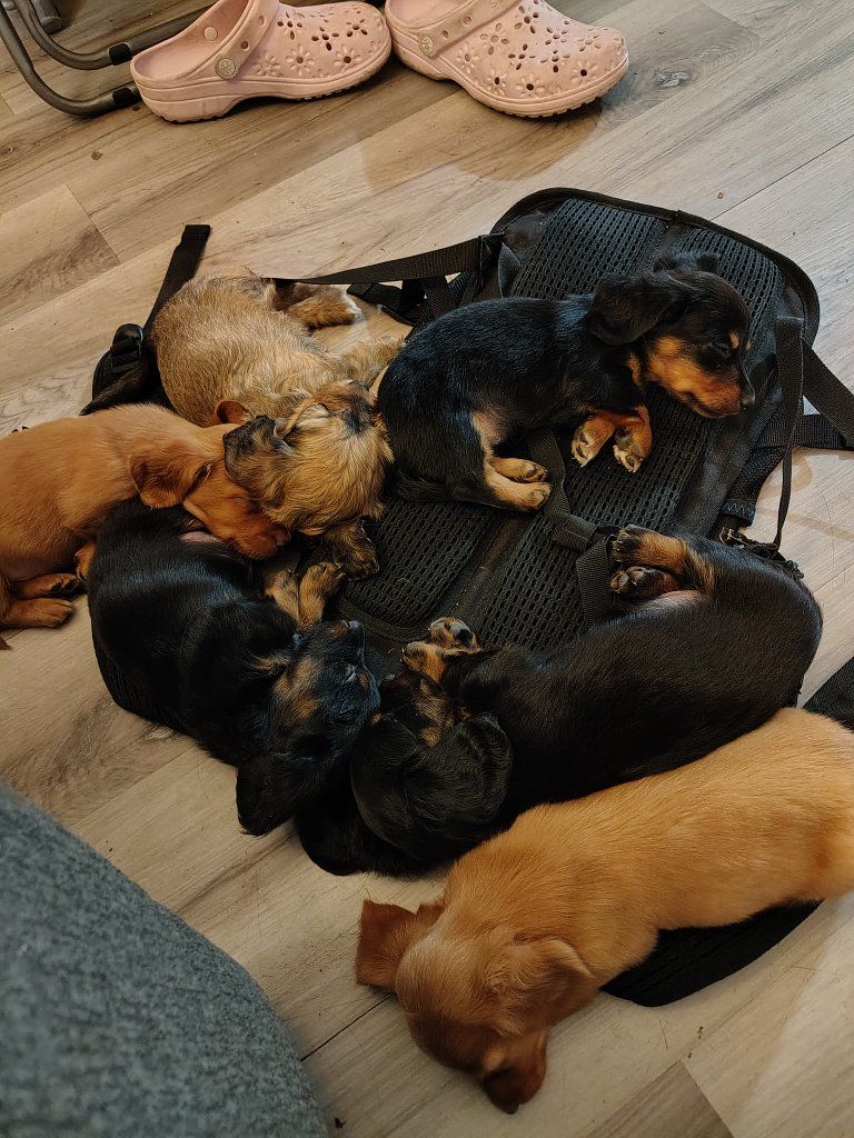 Cute Dachshund and Mix Puppies - Male and Female Available