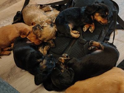 Cute Dachshund and Mix Puppies - Male and Female Available
