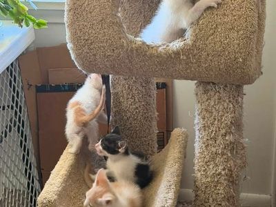 Kittens