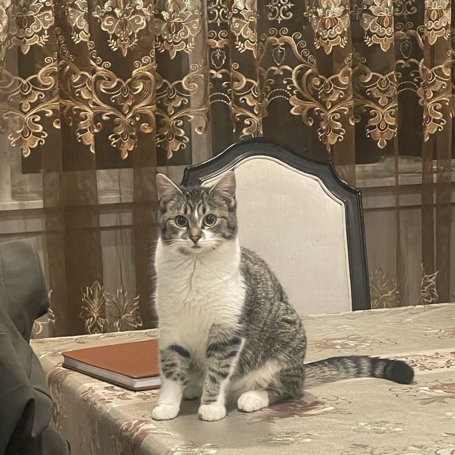 Cat for sale