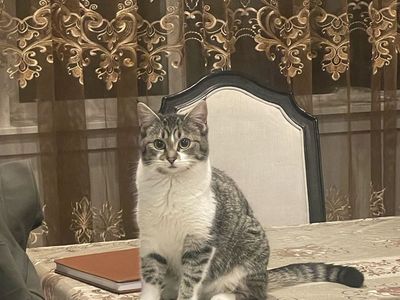 Cat for sale