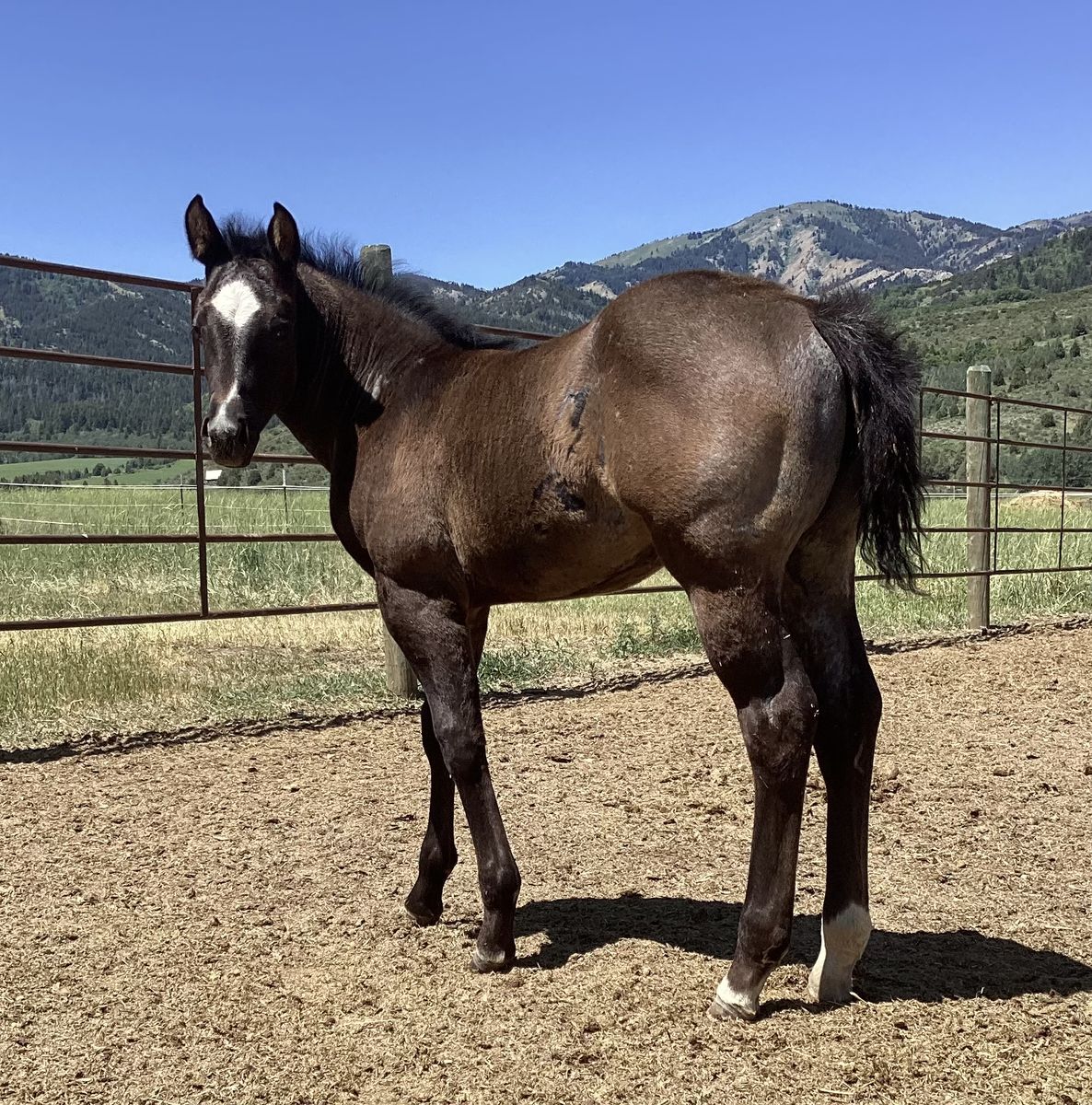 2025 Fancy Blue Roan Filly